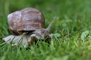 snail, mollusc, animal