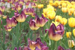 tulips, flowers, flower