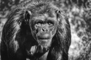 chimpanzee, animal, ape
