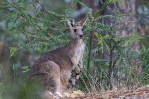 eastern grey kangaroo, kangaroo, joey