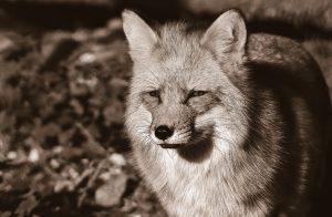 fox, animal, wildlife