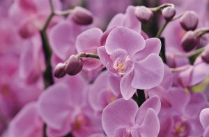 orchids, flowers, pink flowers