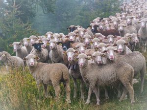 sheep, flock of sheep, herd of sheep in the mountains