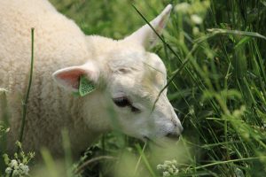 sheep, lamb, grass