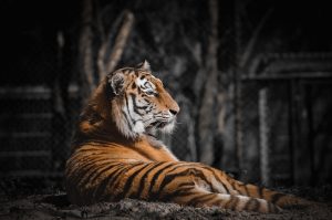 tiger, animal, mammal