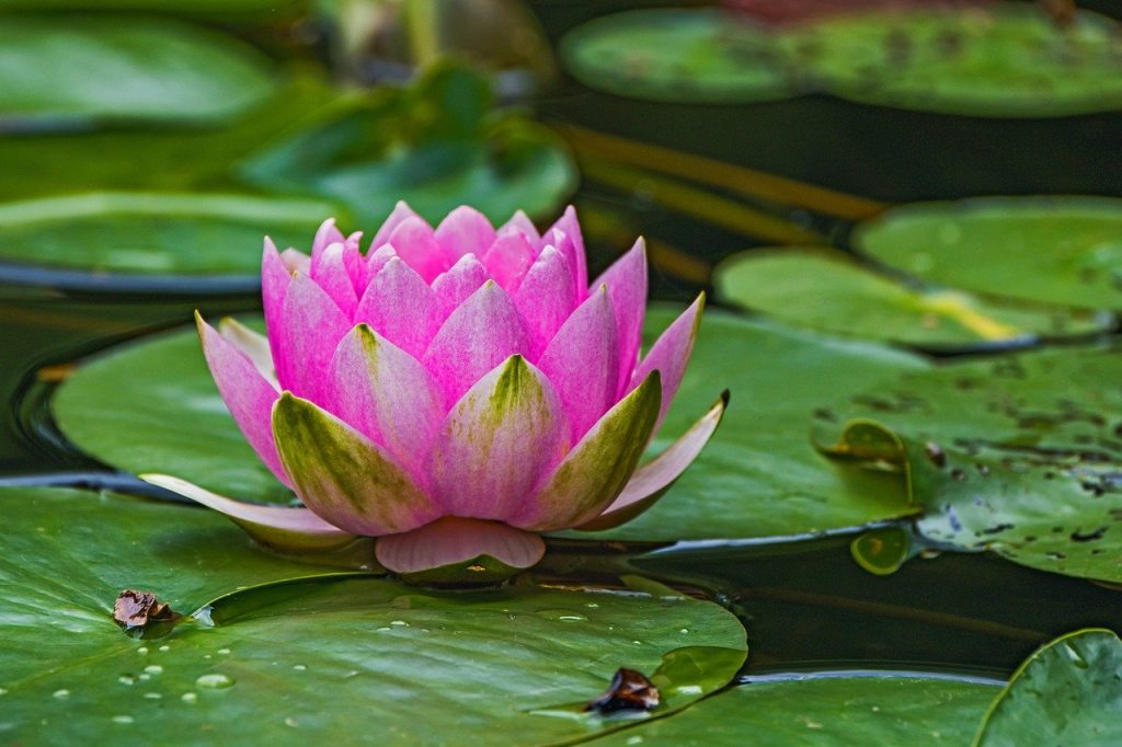 water lily, lotus, pond