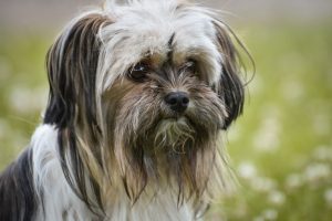 chihuahua bolonka, mixed breed dog, dog