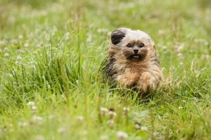 dog, chihuahua, bolonka