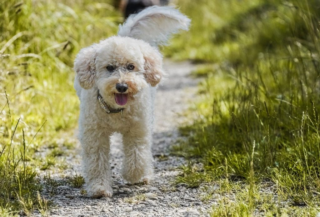 dog, poodle, lawn