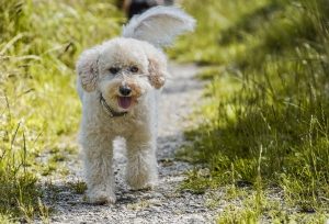 dog, poodle, lawn