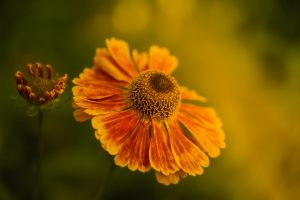 helenium, sneezeweed, orange flower