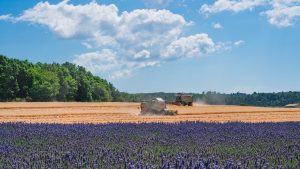 lavender field, fields, harvest