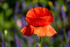 poppy, red poppy, red flower