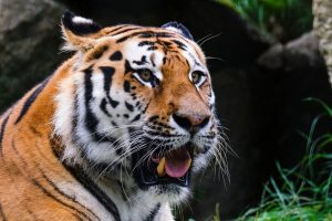 tiger, predator, wild cat