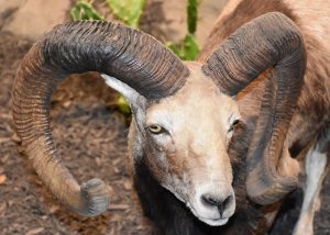 bighorn sheep, wild sheep, ram