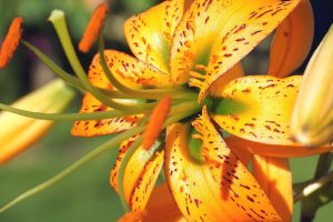 flower, lily, asiatic lily
