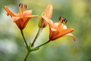 lilies, orange lilies, orange flowers