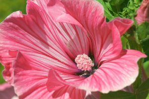mallow, flower, pink flower