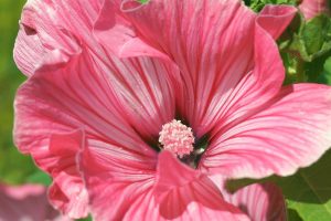 pink flower, mallow, flower