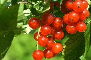 redcurrant, berries, fruit