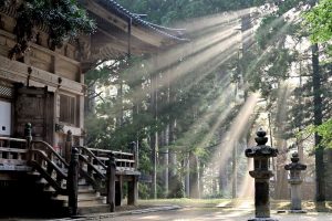 sun rays, forest, koyasan temple