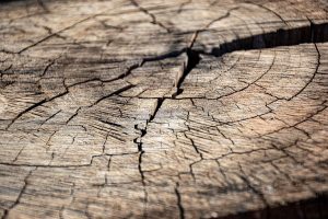 wood, dry wood, tree trunk
