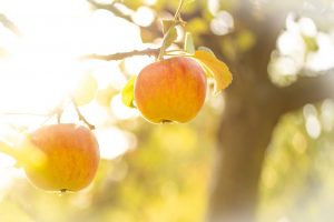 apple tree, harvest, fruits