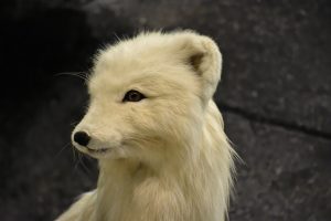 arctic fox, white fox, polar fox