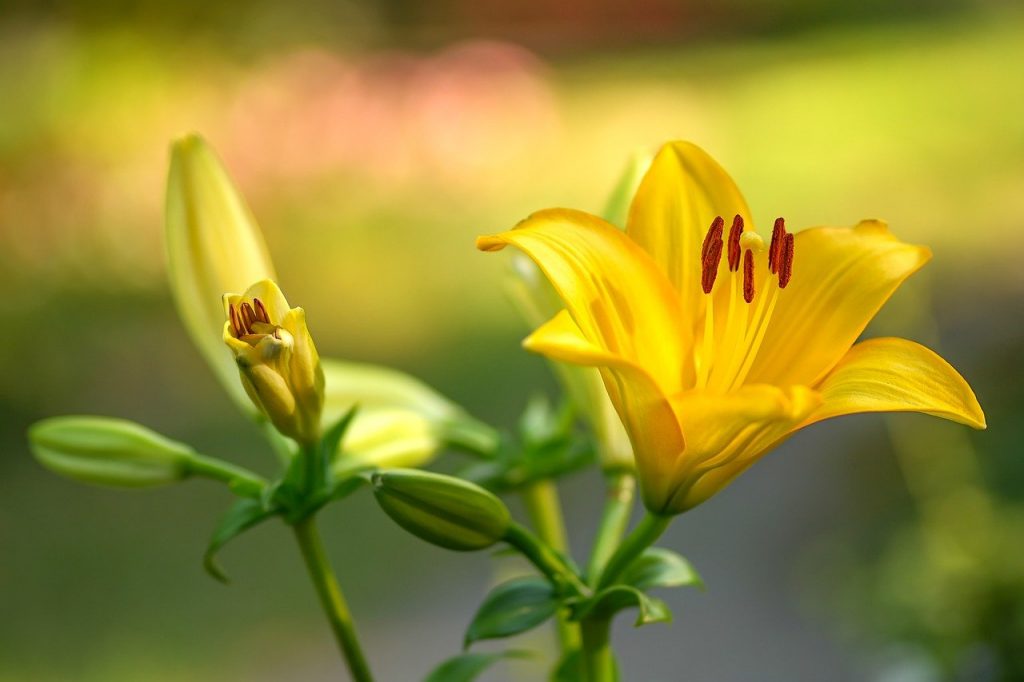 lilies, yellow lilies, yellow flowers