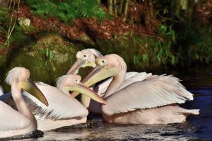 pelicans, birds, lake