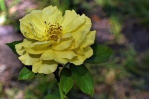 yellow rose, rose, garden
