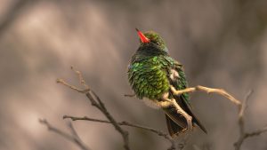 glittering-bellied emerald, chlorostilbon lucidus, wild bird