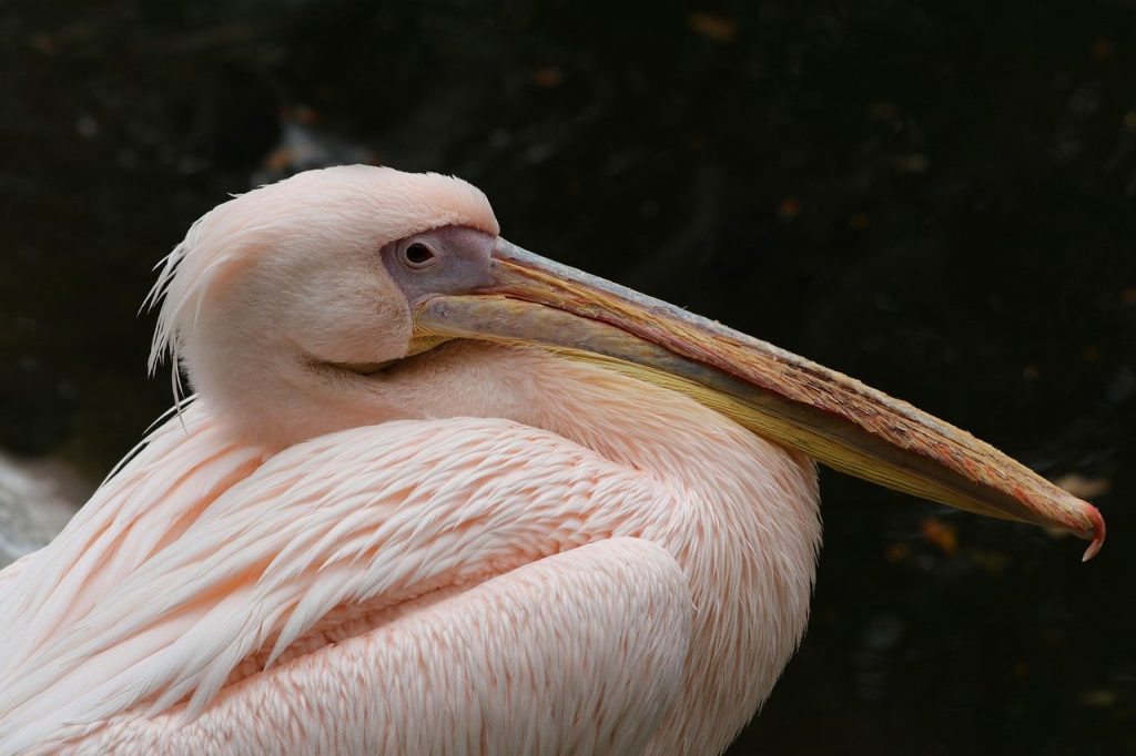 pelican, bird, waterfowl
