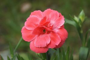 flower, pink, carnation flower