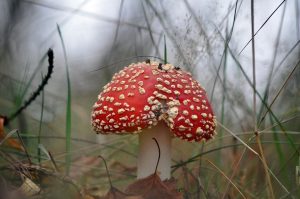 red toadstool, toadstool, mushroom